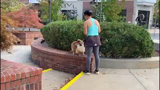 Sheltie Socker Training At Biltmore Park  Dog Training in Asheville NC [upl. by Rubetta]