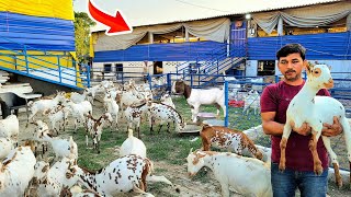 बिहार का सबसे बड़ा बकरी फार्म  Bihar ka sabse bada goat farm  Goat farming [upl. by Lleirbag993]