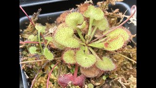 Drosera Prolifera Sundew Carnivorous Plant  Basic Information and Care  Queensland Sisters P2 [upl. by Nwad]