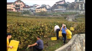 Vendanges Chexbres Suisse 2013 [upl. by Freeman329]