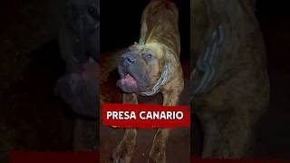 Meet the Most Dangerous Dog Presa Canario Unleashed 😱 presacanario dog animals [upl. by Alyl973]