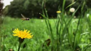 Macadamia Orchard Biodiversity HOVERFLY [upl. by Samy850]