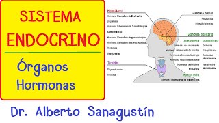 SISTEMA ENDOCRINO explicado FÁCIL glándulas y hormonas [upl. by Johny678]