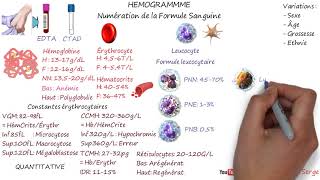 HÉMOGRAMME NFS [upl. by Korry]