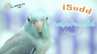 นกแก้วจิ๋ว Forpus Pacific Parrotlet [upl. by Alehcim]