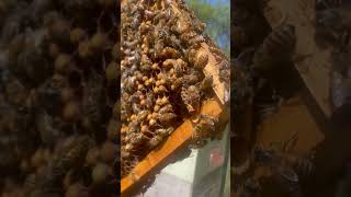 Queen cell It’s swarm season honeybee savethebees [upl. by Haliek]