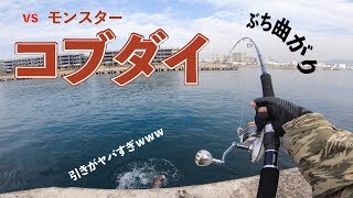 沖堤防に潜むモンスター！「巨大コブダイ」とのパワーファイトに挑戦 [upl. by Florella]