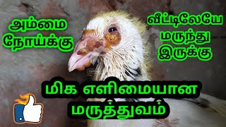 MEDICINE FOR PIGEON POX  PURA AMMAI   TAMIL [upl. by Ennahs]