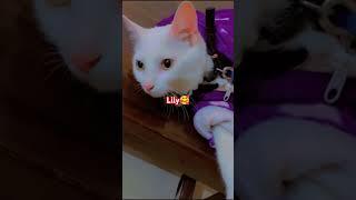 Lily ka Winter look kaisa laga aap sab ko 🥰 lily lilycat cuteanimal [upl. by Blus]