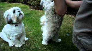 Lhasa Apso TricksAVI [upl. by Manville]