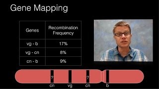 Genetic Recombination and Gene Mapping [upl. by Schram]