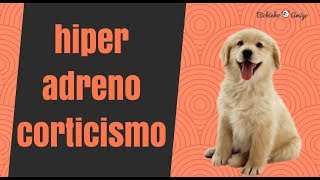 Hiperadrenocorticismo em Cães  O que é sintomas diagnóstico e tratamento [upl. by Ardnuaet]