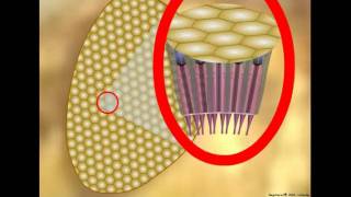 Insect Vision Ommatidium Structure and Function [upl. by Tanitansy593]