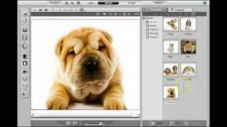 How To Make A Talking Dog Video Talking Dogs And Animals [upl. by Ruhtracm383]