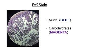 Types of histology stains [upl. by Coppins17]