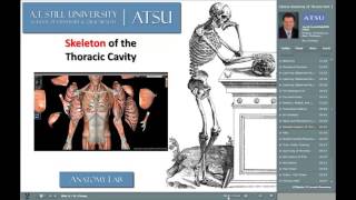 Clinical Anatomy of the Thorax 1 [upl. by Bond]