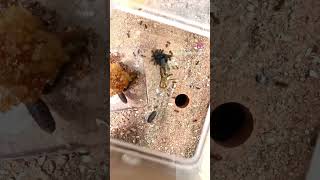 5 Year Old Ant Colony vs Fly 😳 Timelapse [upl. by Ordisy]