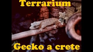 Terrarium tropicale naturel pour gecko a crete  correlophus  rhacodactylus  ciliatus [upl. by Eilsel]