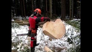 Complete processing of tree felling limbing handling a chainsaw Husqvarna 562 XP [upl. by Phelps]