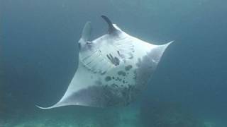 Manta Point Bali [upl. by Hsivat]