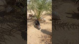 My arab friend turkey hen pigeon kabootar kostar ytshorts shortsvideo shorts [upl. by Haggerty205]