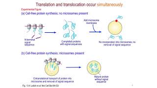 Proteinsorting pathways in eukaryotes [upl. by Fulviah]