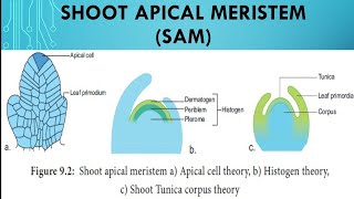 Shoot Apical Meristem SAM [upl. by Eelana]