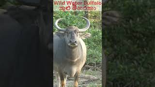 Wild Water Buffalo  කුළු මීහරකා Kumana National Park [upl. by Suidaht]