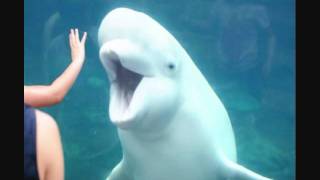 Beluga Whale Juno at Mystic Aquarium [upl. by Cryan]