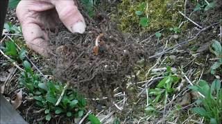 How To Plant Astilbe Flower Roots Astilbe Flowers [upl. by Duntson]