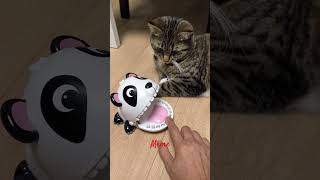 Memes reaction meme smartcat catviralvideo cutekitty cutecat [upl. by Naveb]