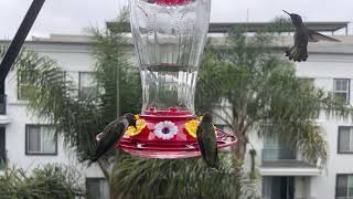 Live Hummingbird Feeder Cam from San Diego CA 7182024 [upl. by Adnek867]