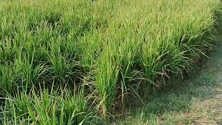 14 Acre Agriculture Land For Sale in Haryana  9255380380  farming [upl. by Kariv]