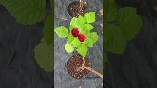 Now Raspberry can grow in hot climatic areas [upl. by Jenine448]