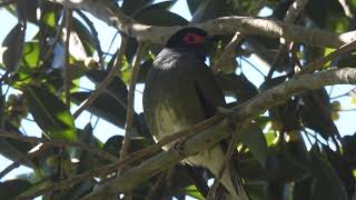 Figbird at a local park [upl. by Ronoc898]