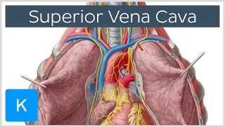 Superior Vena Cava Cardiovascular System  Human Anatomy  Kenhub [upl. by Redleh]