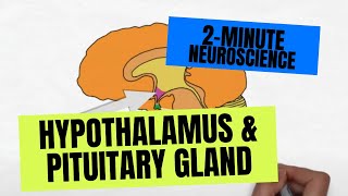 2Minute Neuroscience Hypothalamus amp Pituitary Gland [upl. by Bacchus998]