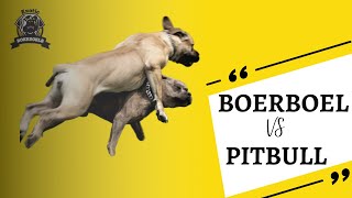 Boerboel vs Pitbull fight [upl. by Ginsburg]