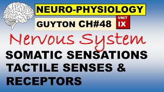 Ch48 Physiology Guyton  Neurophysiology  Somatic Sensations  Tactile Senses  Sensory Receptors [upl. by Meeks714]