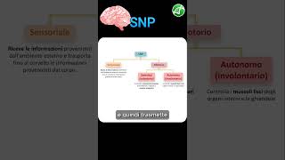 Organizzazione del Sistema Nervoso [upl. by Eahsan83]