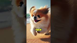 Top 5 Small Dog Breeds dog dogs cutedog [upl. by Orabel323]