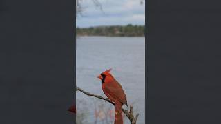 Burung Cardinalsi jambul merah birds cardinal redcardinal [upl. by Poyssick]