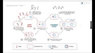 Bacteriophage [upl. by Ermina]
