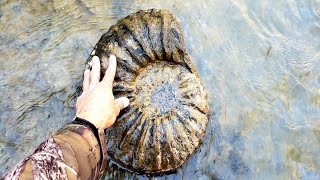 AMAZINGOnce in a Lifetime AMMONITES amp MATRIX FOUND [upl. by Faunia]