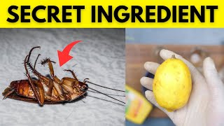 Homemade Cockroach Killer Spray with Vinegar A Natural Roach Killer Solution That Works [upl. by Mayrim]