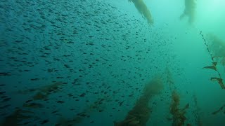 Scuba Dive the Kelp Forest of Casino Point Catalina Island California [upl. by Casabonne]