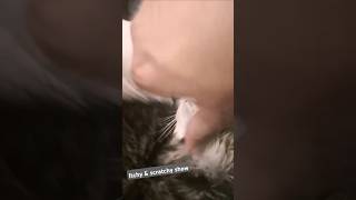 Kitty massage How to stroke cats properly 🐾 catlove catslogic happycat lovelycat mycat [upl. by Kuska37]