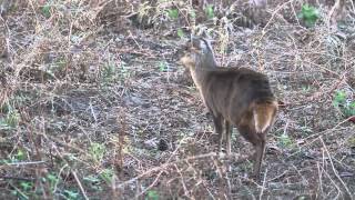 Muntjac Deer Barking [upl. by Gundry]