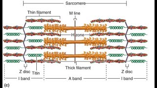 Structure of Myofibril [upl. by Dor998]