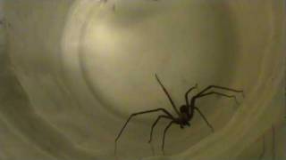 Brown Recluse Spider [upl. by Landrum]